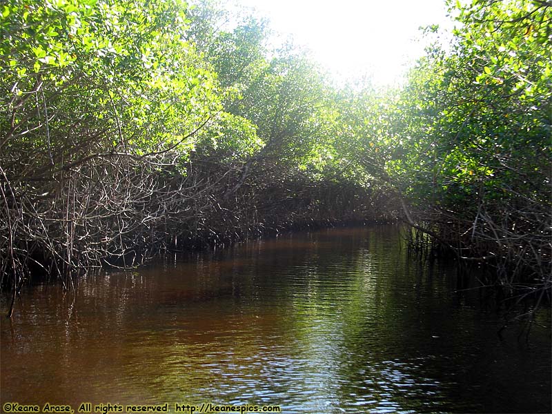 Everglades Boat Tour