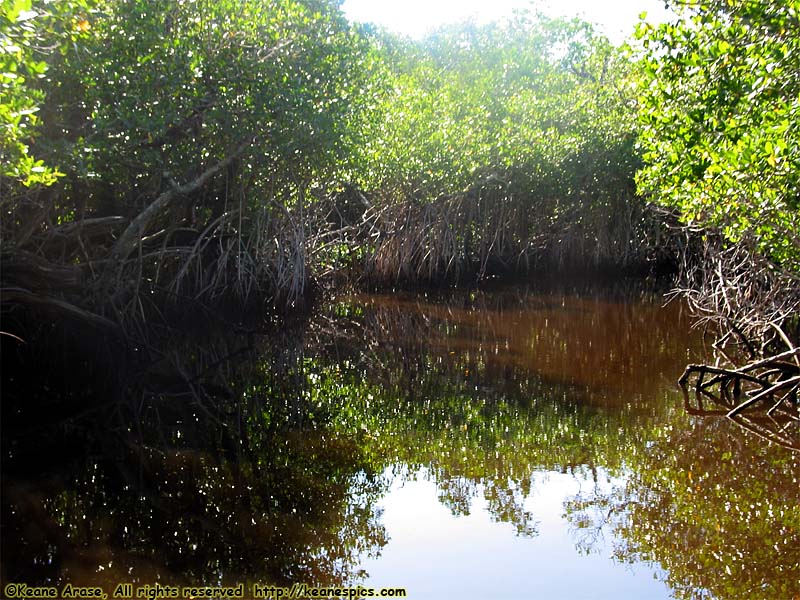 Everglades Boat Tour