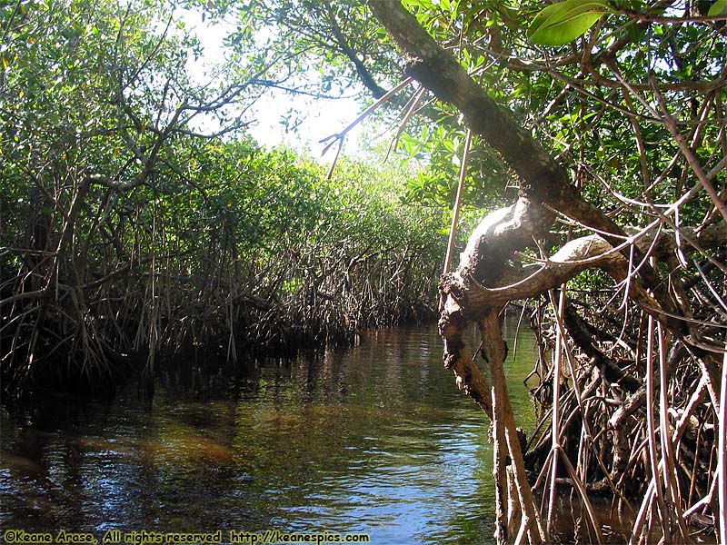 Everglades Boat Tour