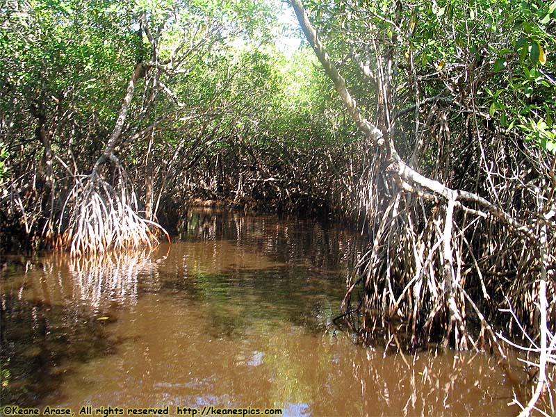 Everglades Boat Tour