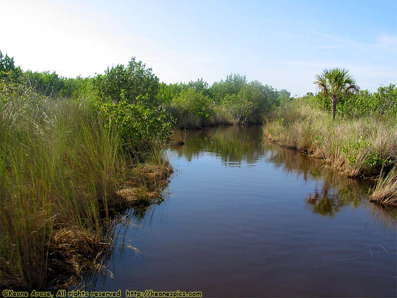 Everglades Boat Tour