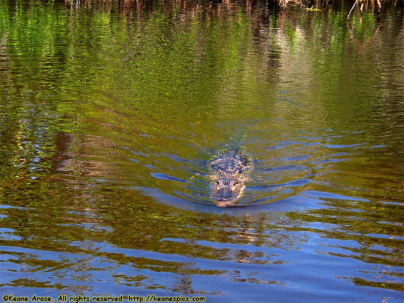 Everglades Boat Tour