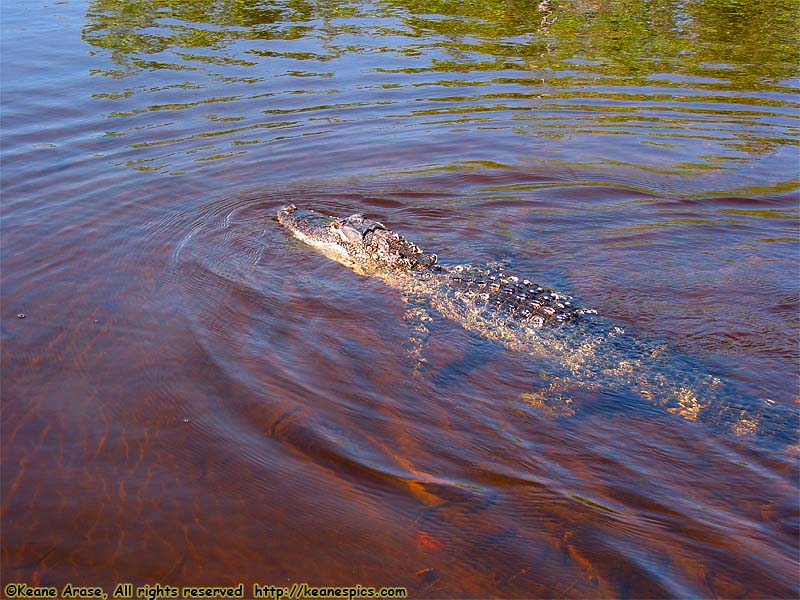 Everglades Boat Tour