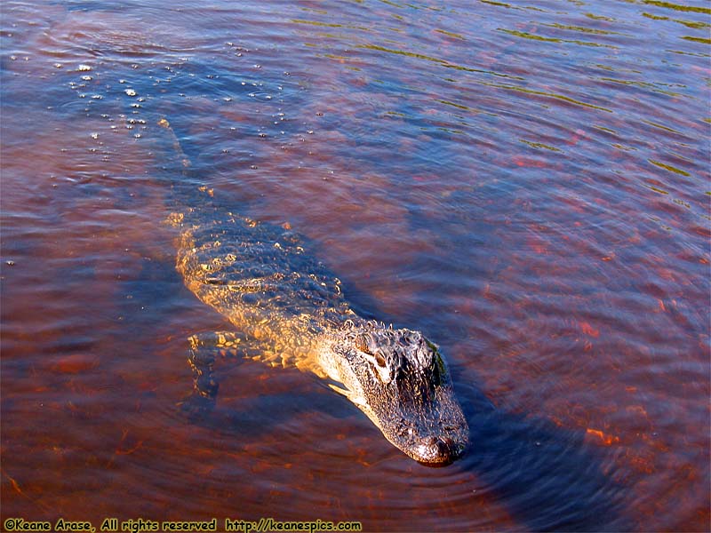 Everglades Boat Tour