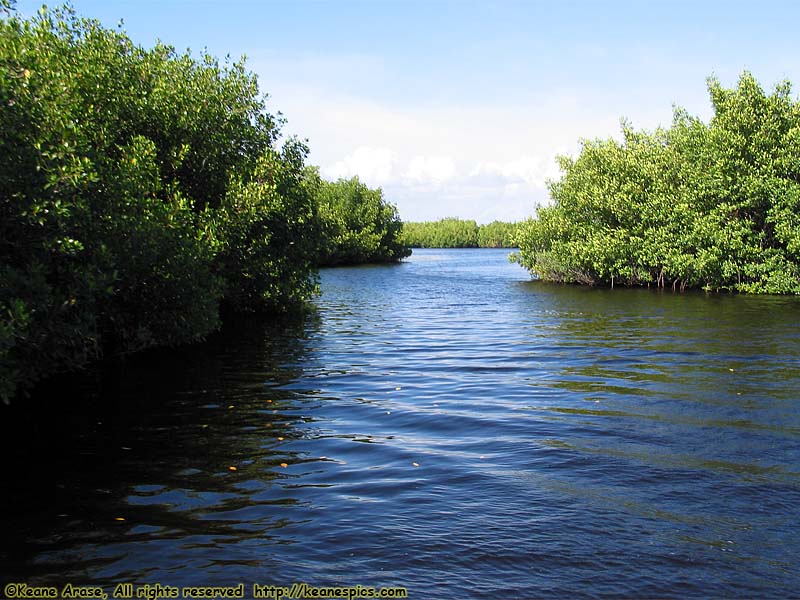 Everglades Boat Tour