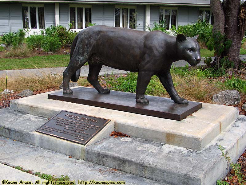 Florida Panther