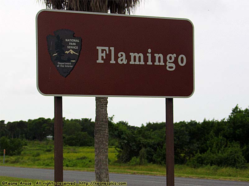 Flamingo