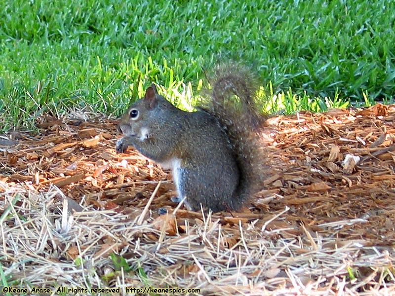 Tree Rat