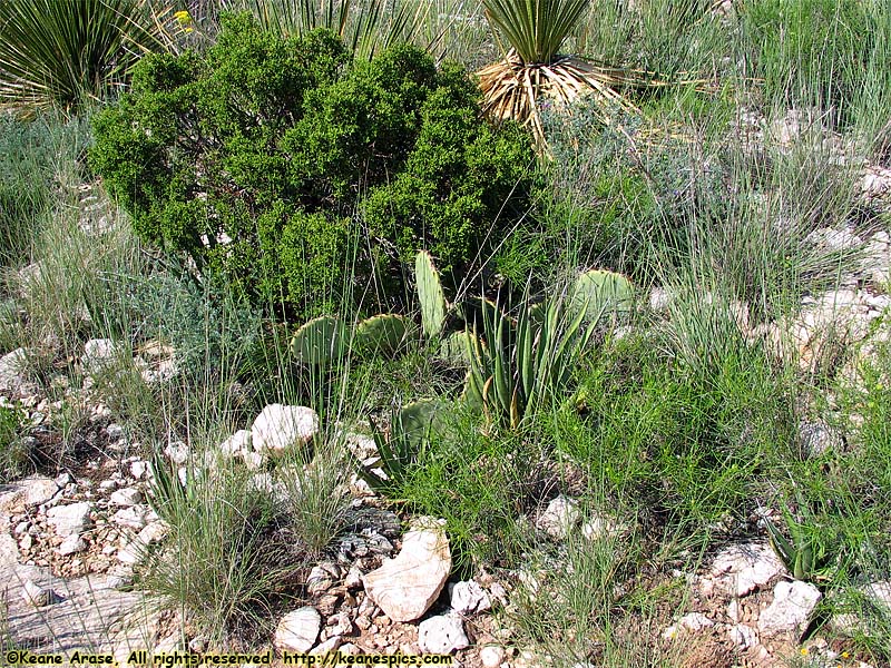 Walnut Creek Desert Drive