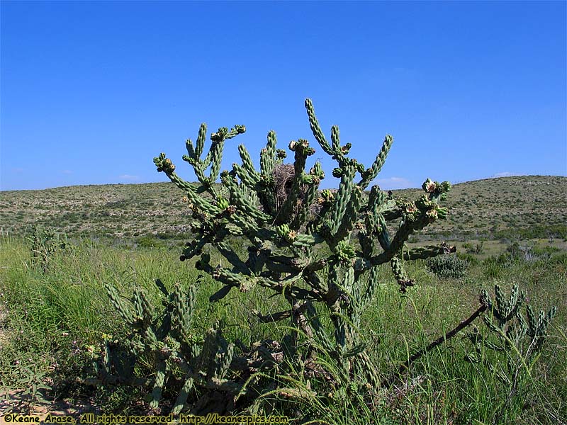 Walnut Creek Desert Drive