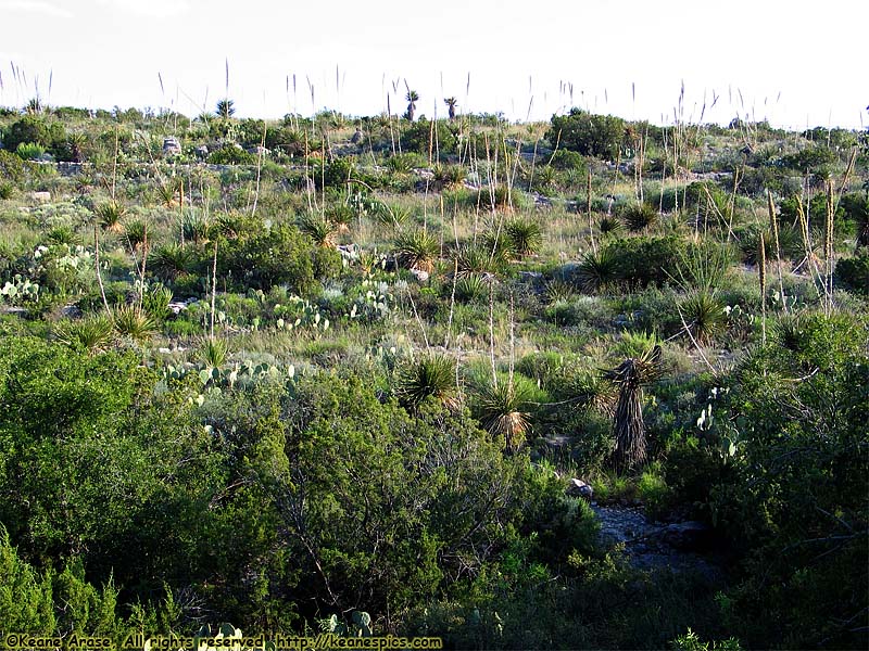 Walnut Creek Desert Drive