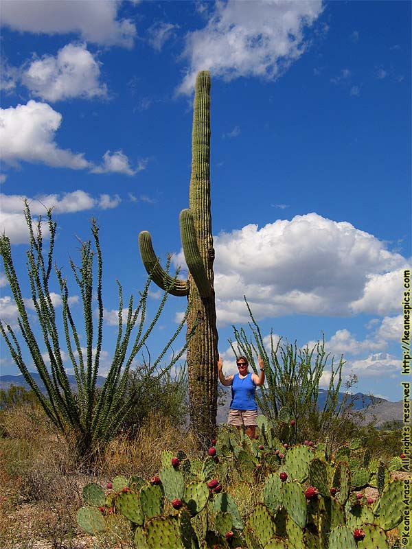 Cactus Forest Drive