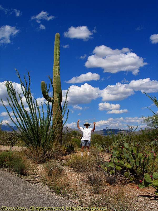 Cactus Forest Drive