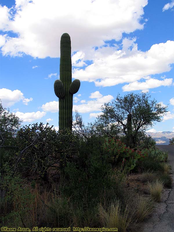 Cactus Forest Drive