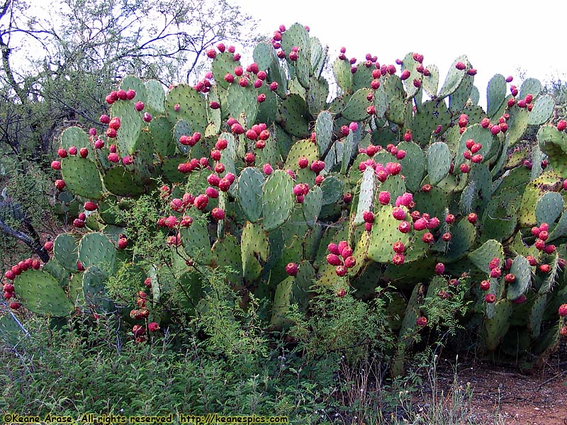 Cactus Forest Drive