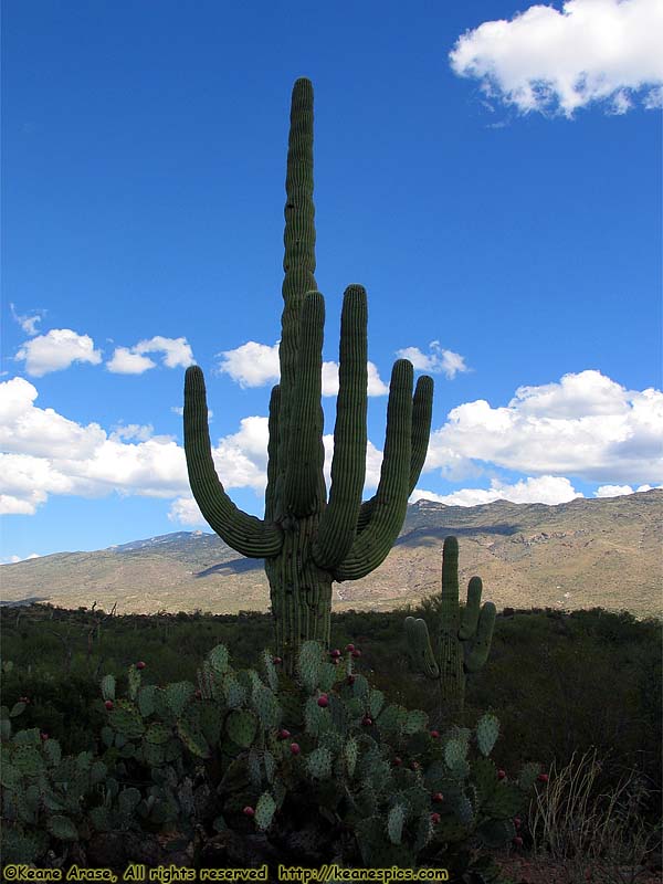 Cactus Forest Drive