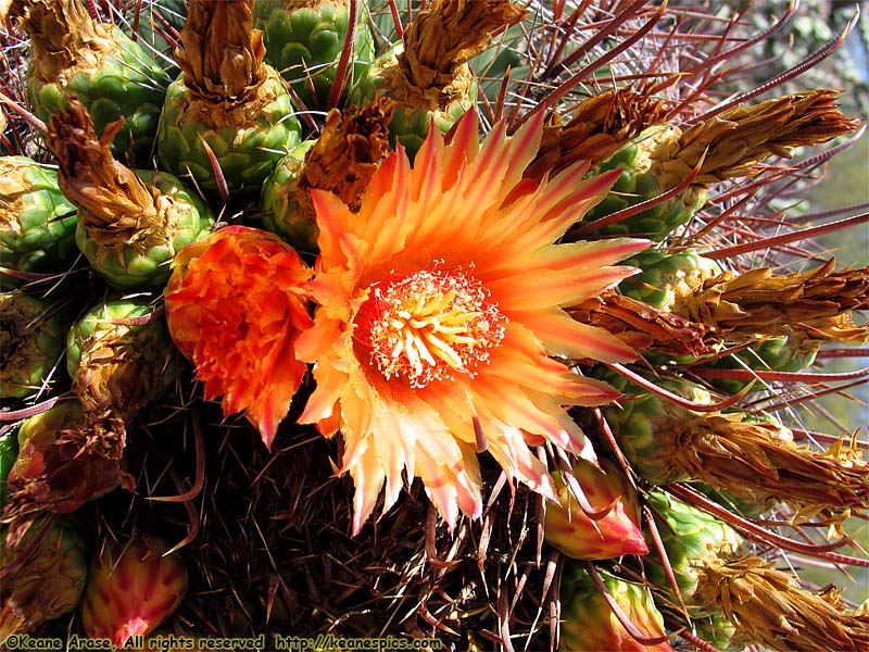 Desert Ecology Trail