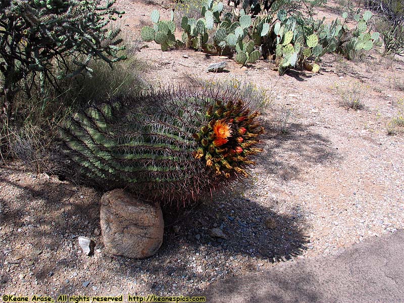 Desert Ecology Trail