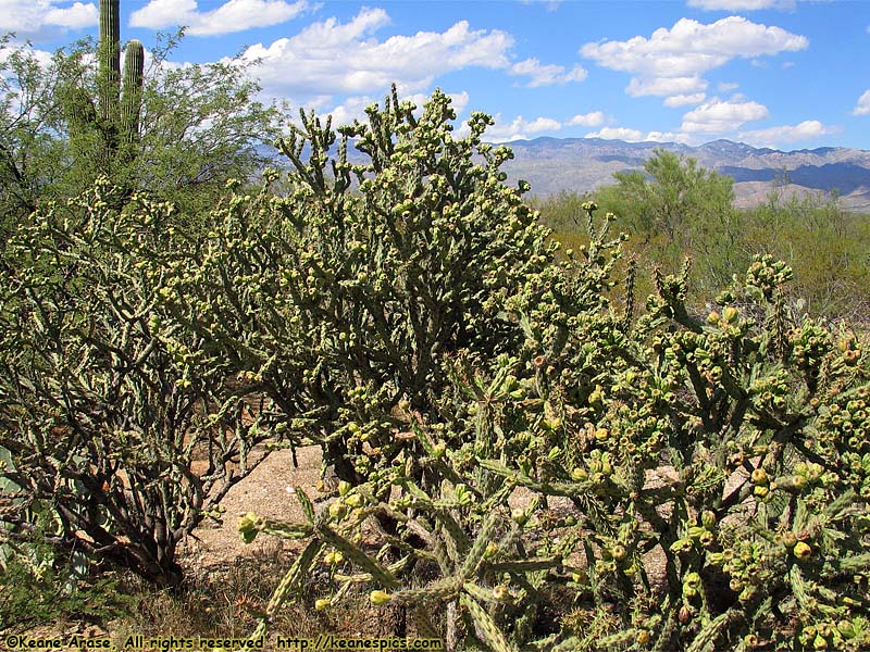 Desert Ecology Trail