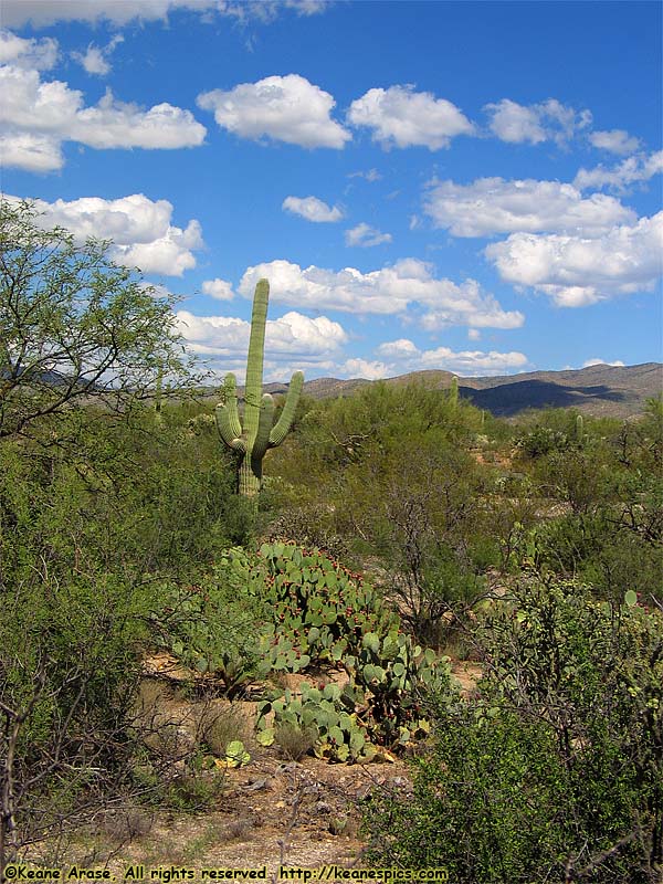 Desert Ecology Trail