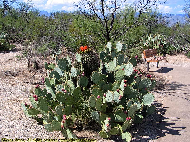 Desert Ecology Trail