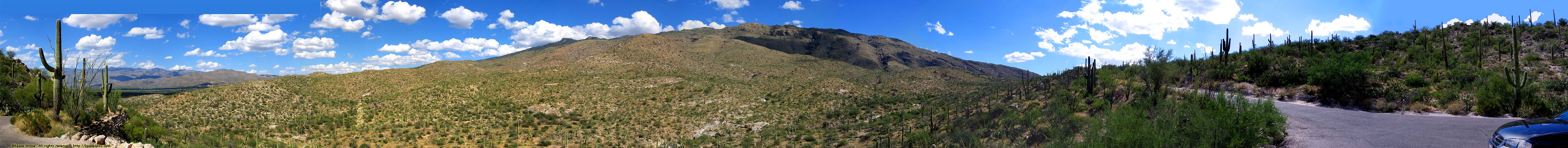 Cactus Forest Drive