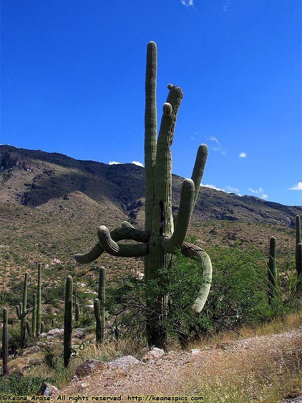 Cactus Forest Drive