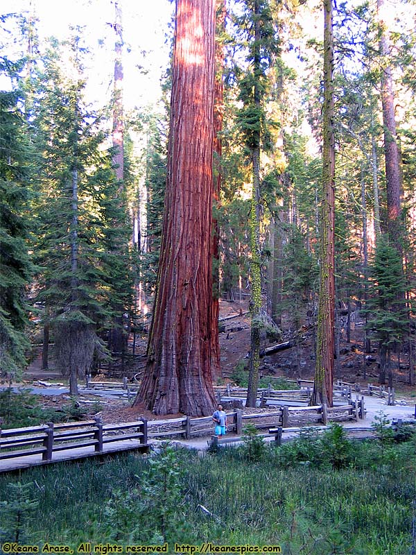 Mariposa Grove