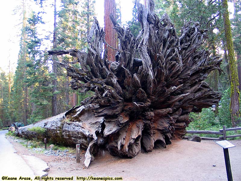 Mariposa Grove