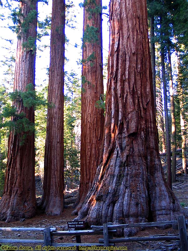 Mariposa Grove