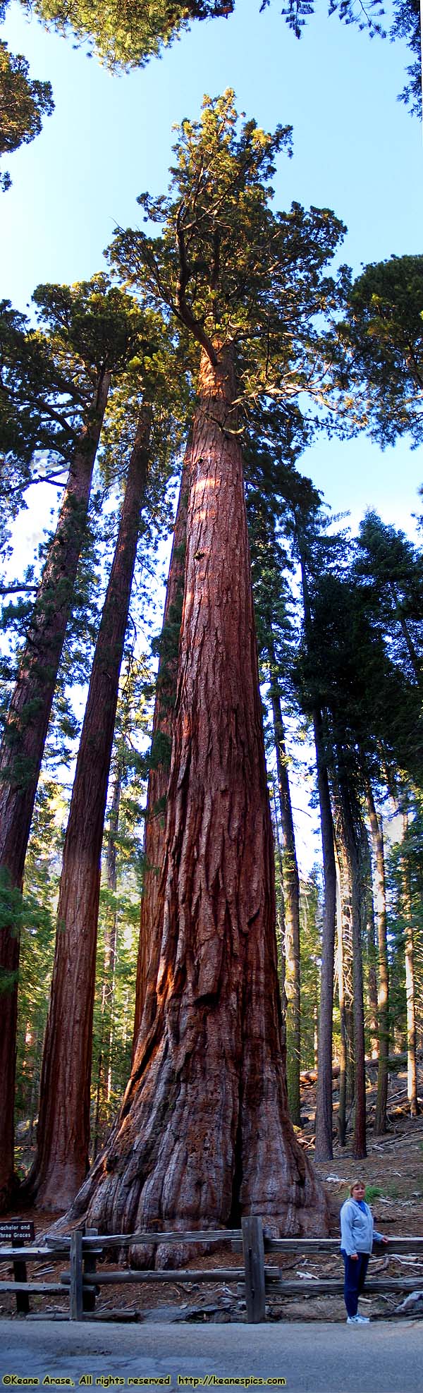 Mariposa Grove