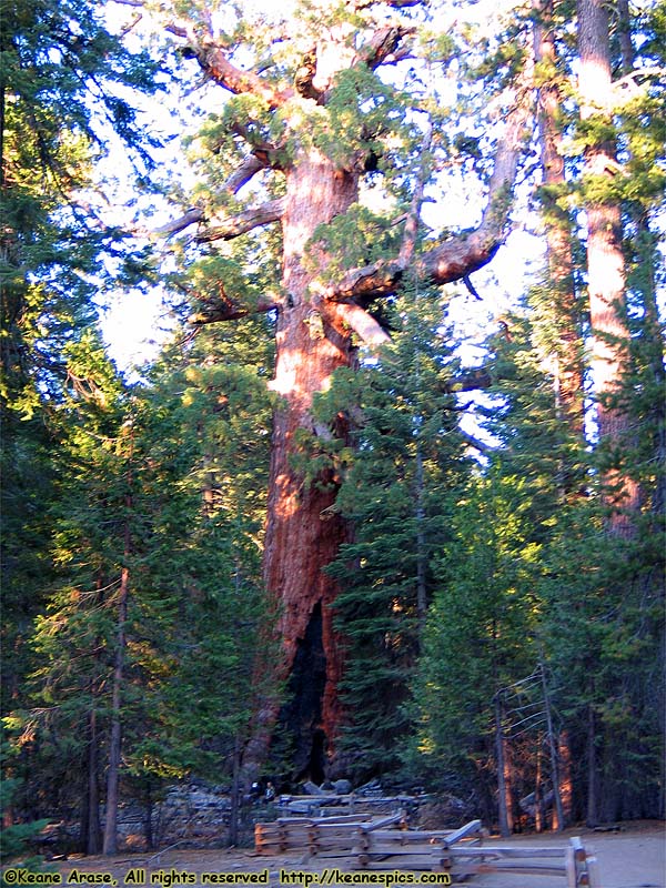 Mariposa Grove