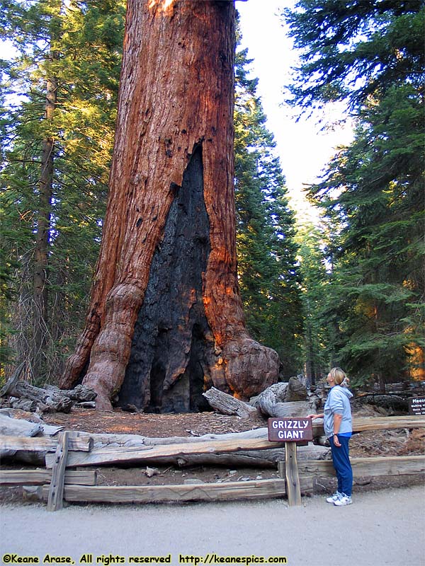 Mariposa Grove