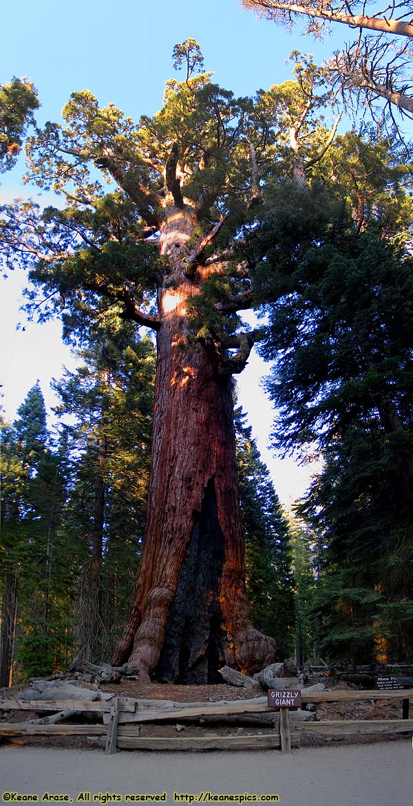 Mariposa Grove