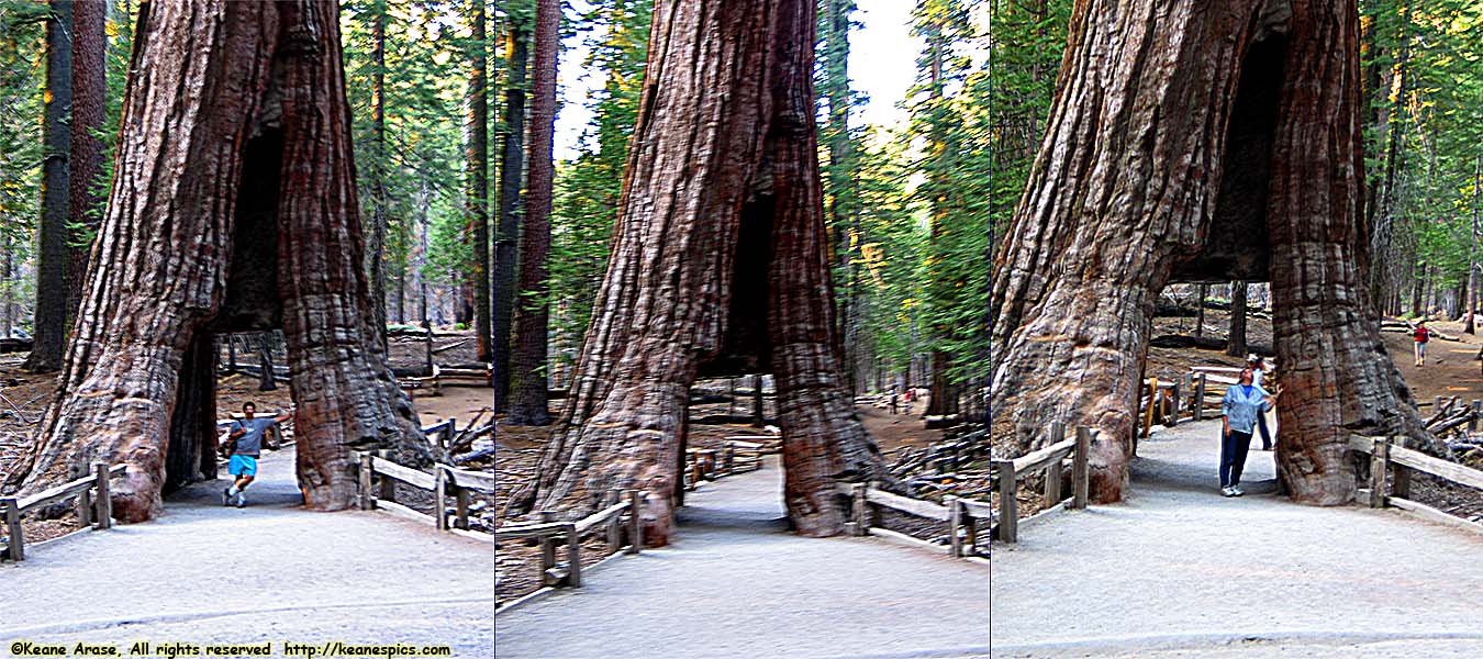 Mariposa Grove