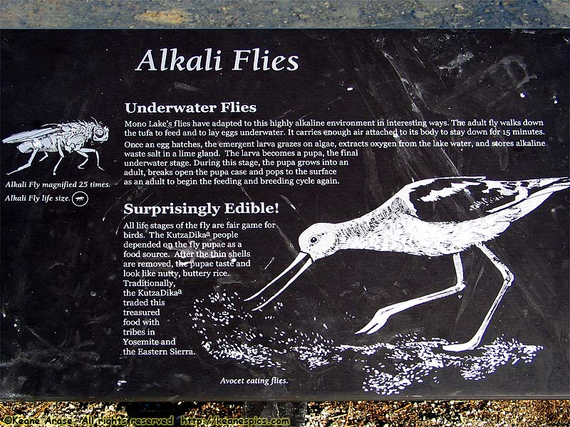 Alkali fly sign