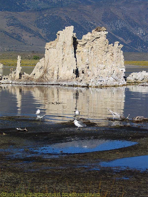 South Tufa Area