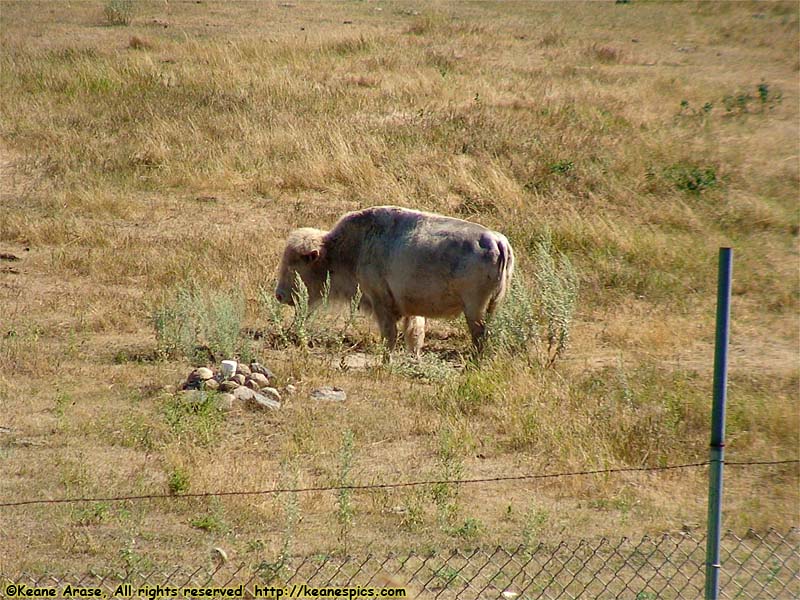 National Buffalo Museum