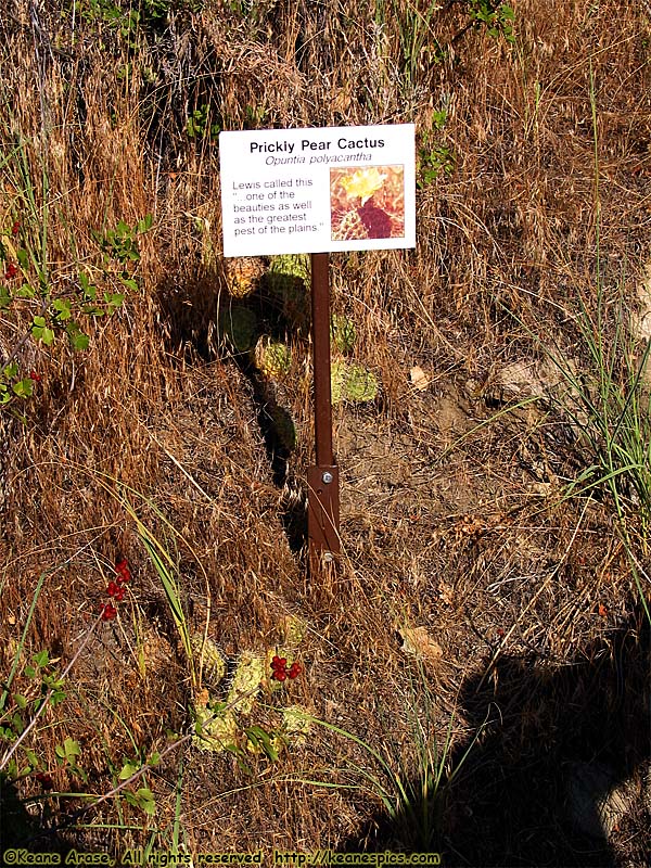 Prickly Pear Cactus