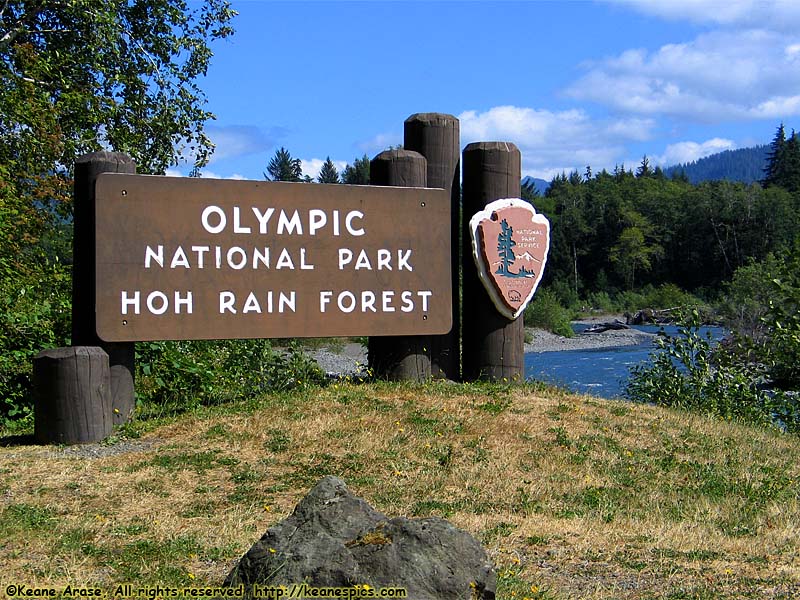 Hoh Rain Forest