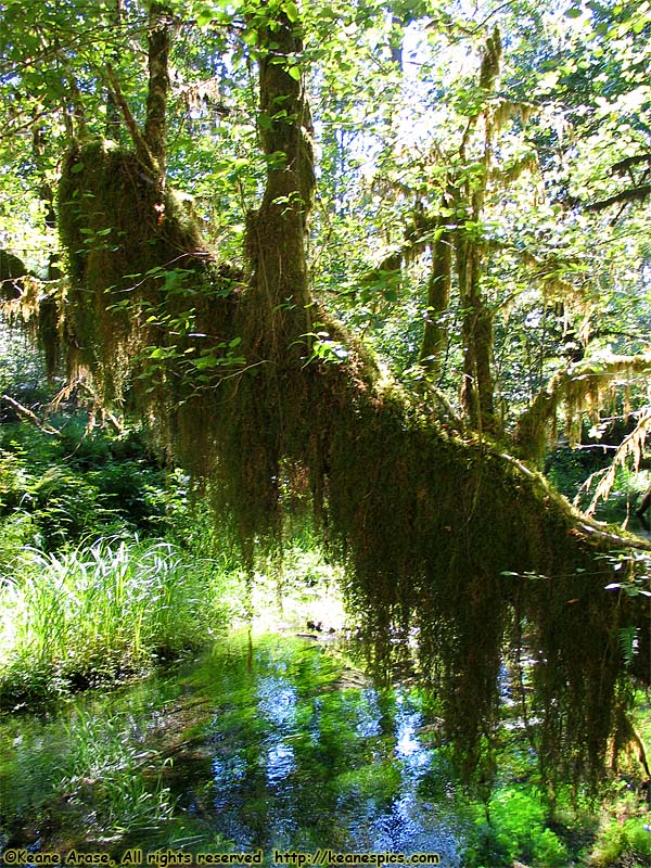 Hoh Rain Forest