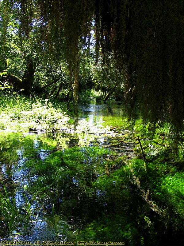 Hoh Rain Forest