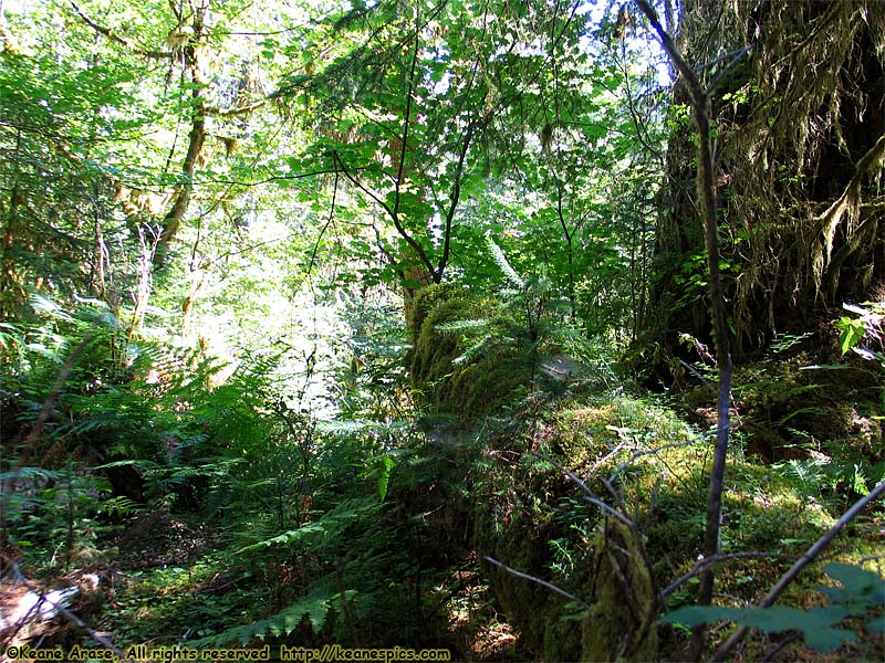 Hoh Rain Forest