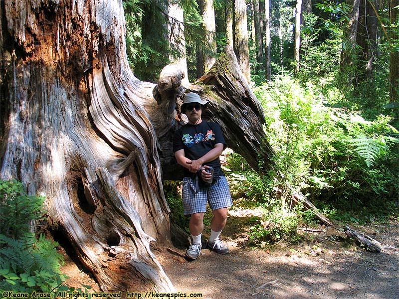 Hoh Rain Forest