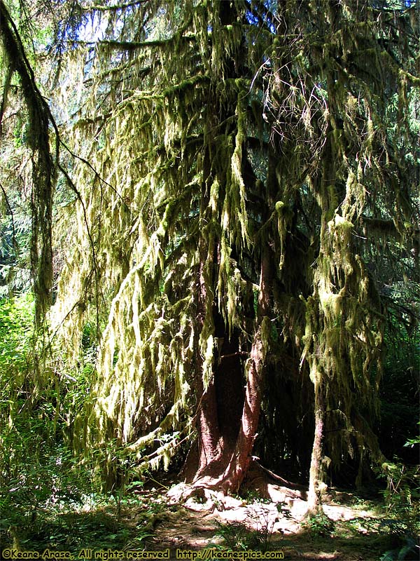 Hoh Rain Forest