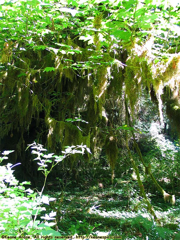 Hoh Rain Forest