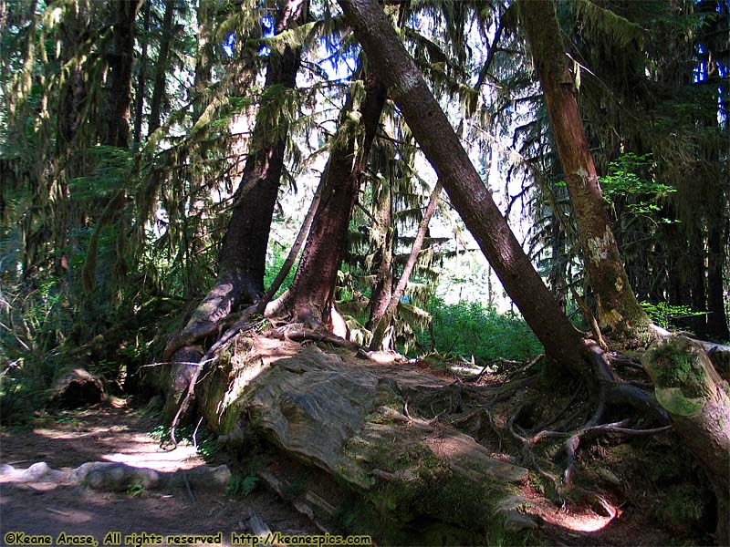 Hoh Rain Forest