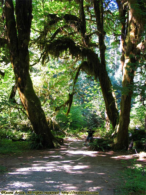 Hoh Rain Forest