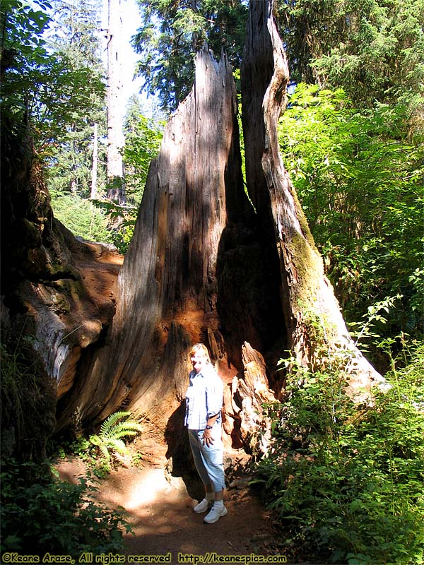 Hoh Rain Forest