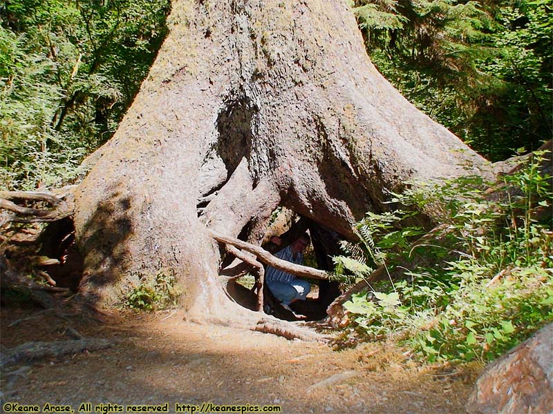 Hoh Rain Forest